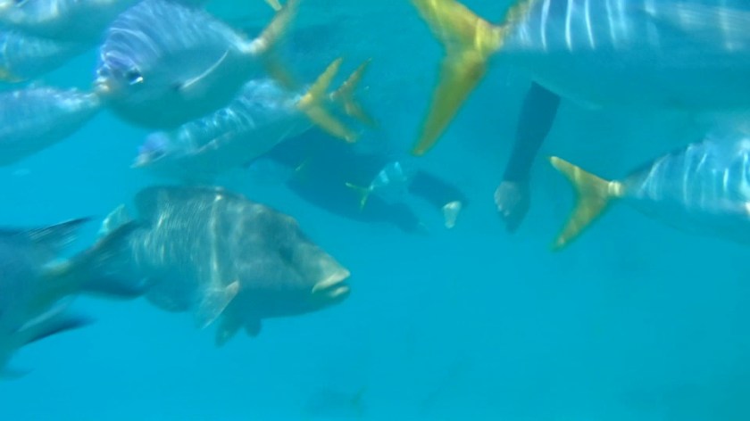 Fish at Luncheon Bay